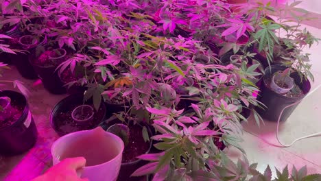 video of a hand watering a weed plant, surrounded by many more indoor cannabis plants all under purple led lights