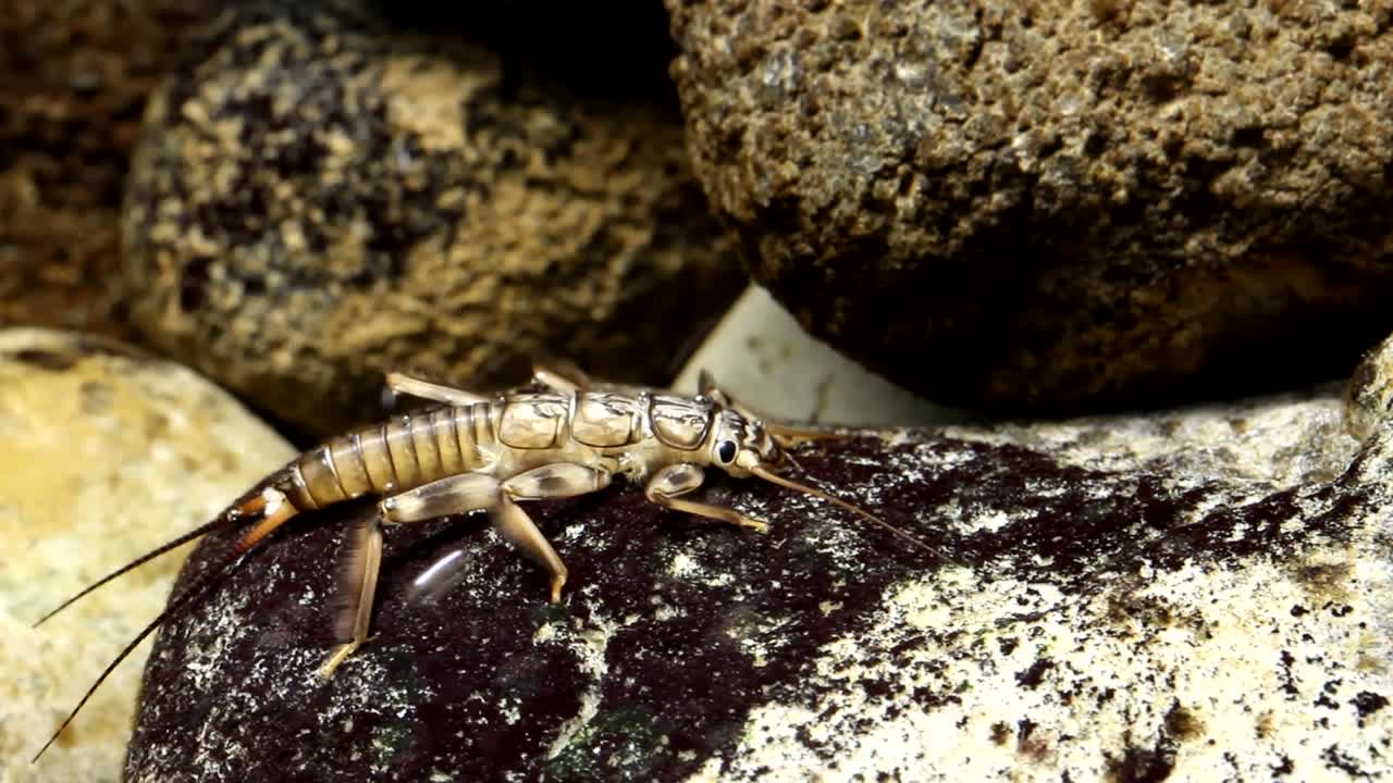 ninfa de mosca de piedra dorada aferrada a una roca en un arroyo de truchas - vista amplia