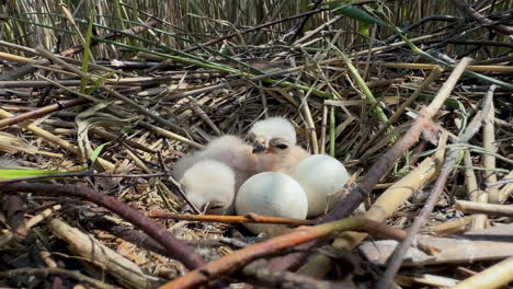 western marsh harrier (circus aeruginosus) chicks in a nest