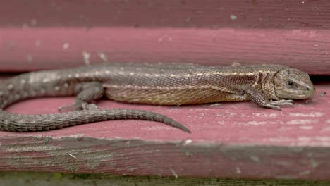 a brown common lizard on the wood