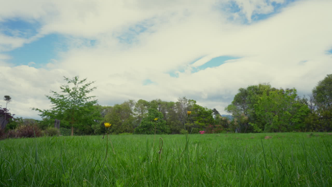 뉴질랜드의 은 날에 풀잎과 노란색 꽃을 지나가는 낮은 각 모션 스
