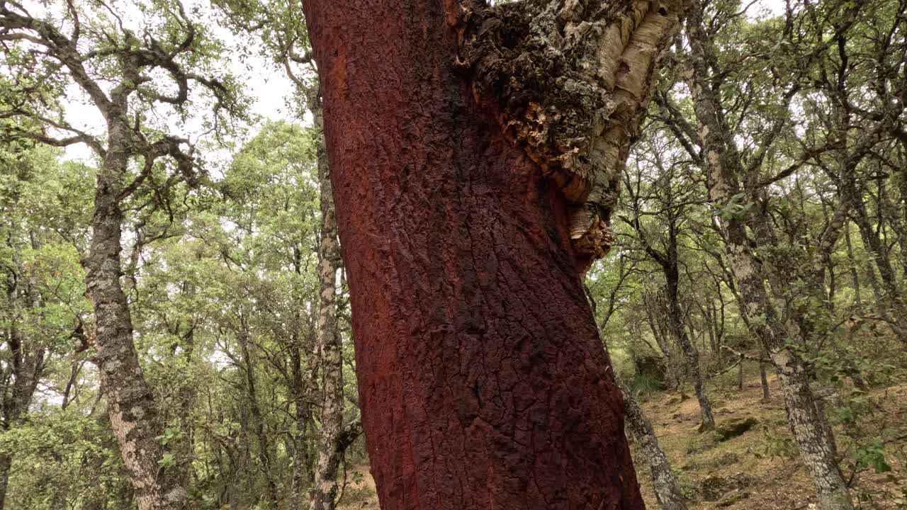 hermosa vista de la plantación de robles de corcho con corteza recién desmenuzada después de la cosecha