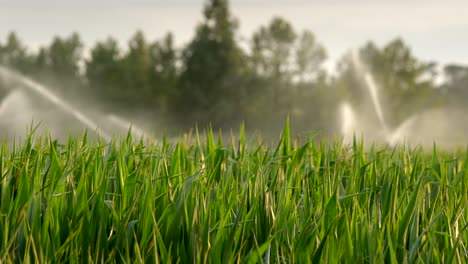 rociadores regando el campo al amanecer