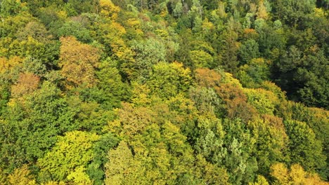 Toma-Aérea-De-Las-Asombrosas-Y-Exuberantes-Copas-De-Los-árboles-Verdes-Y-Amarillas,-Hermoso-Paisaje-Cálido-Y-Cálido-Del-Bosque-Otoñal