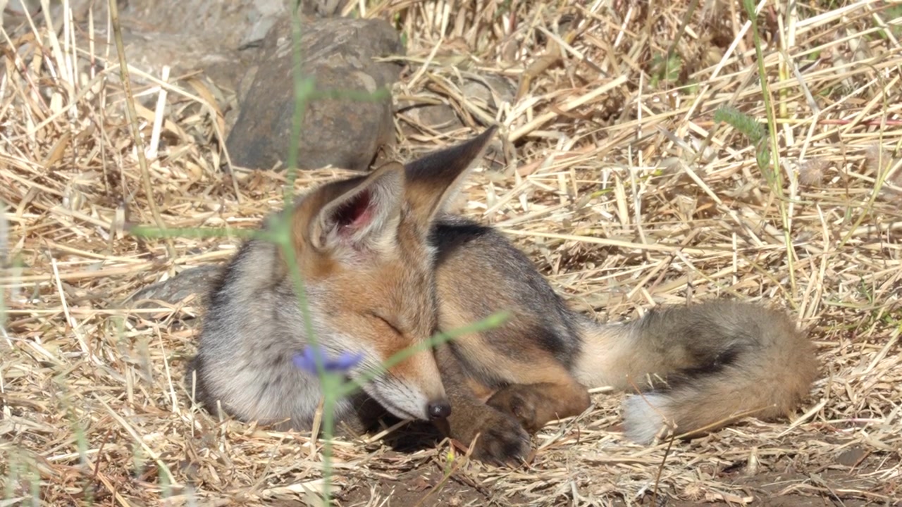 Adorabile cucciolo di volpe rossa che dorme raggomitolato in natura. Riserva naturale delle Alture del Golan