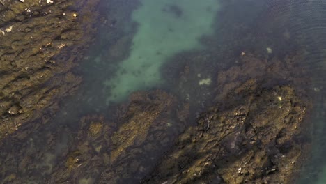 Disparo-De-Un-Dron-De-Una-Foca-Común-Adulta-Nadando-Cerca-De-Otra-Foca-Descansando-En-Unas-Rocas