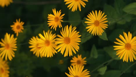 vertical view of yellow flowers in spring, gently swaying in the breeze among green plants.