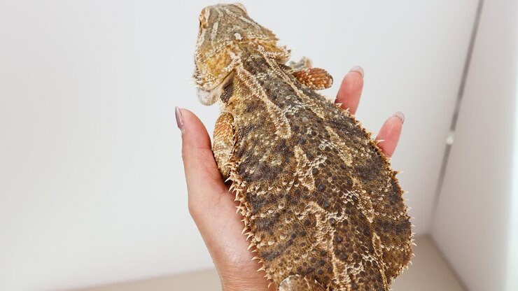 Close-up video of a calm bearded dragon (Pogona) interacting gently in its natural habitat in Bangkok, Thailand.
