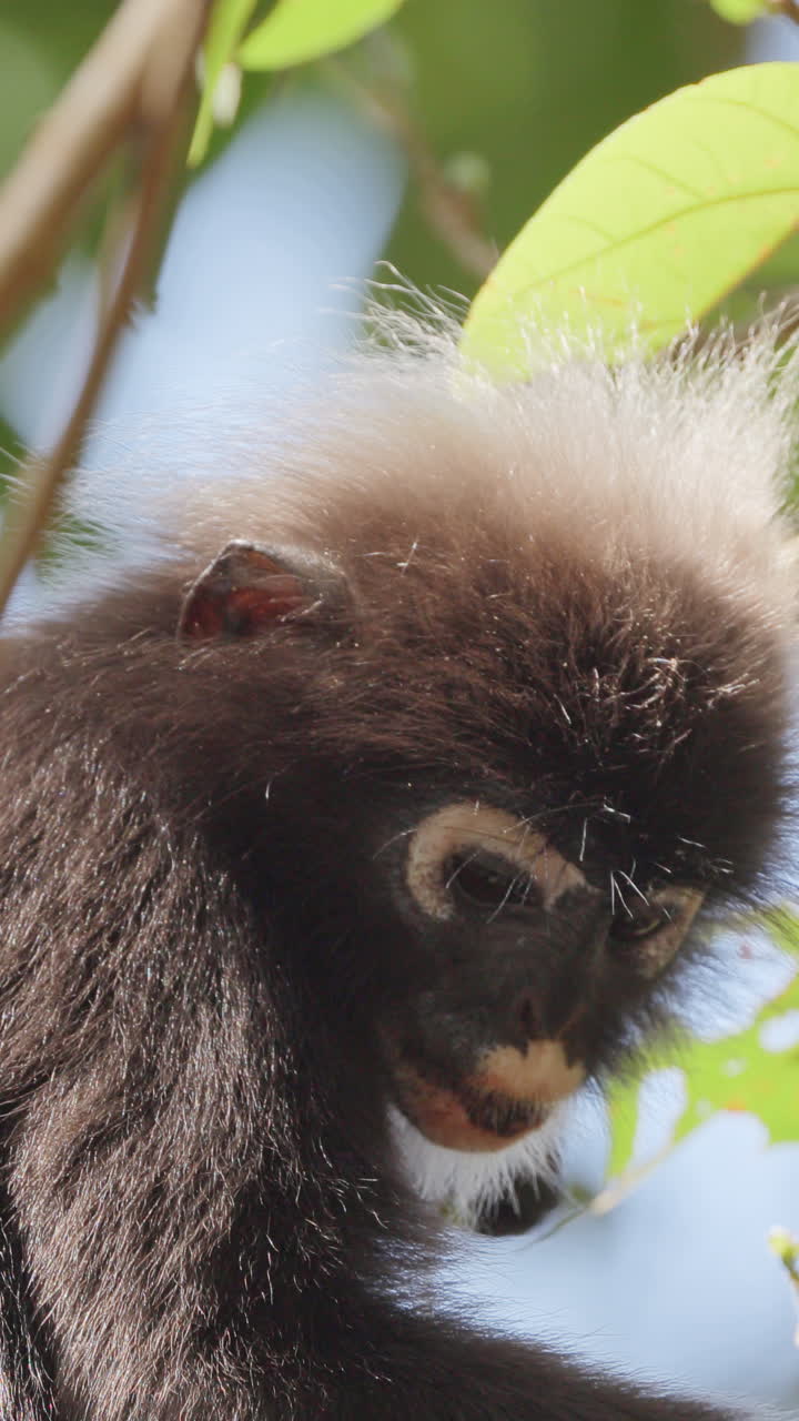 dusky leaf monkeys filmed in langkawi island, malaysia in vertical