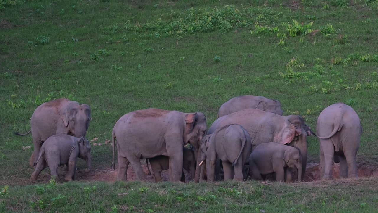 Herd of elephants licking salt in the salt lick at Khao Yai National Park, Indian Elephant Elephas maximus indicus, Thailand