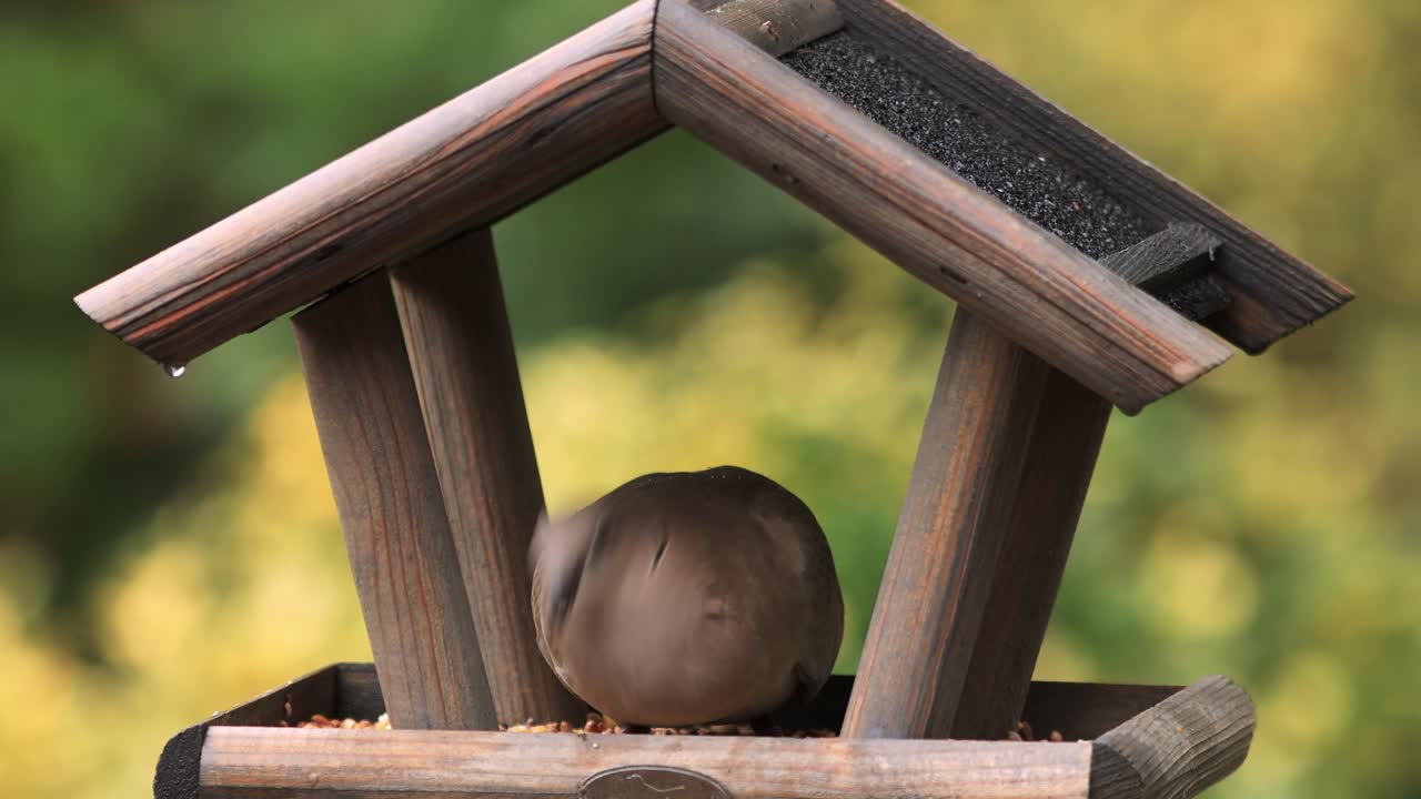 먹이를 주는 동안 빗방울이 옆에서 떨어지는 큰 척추동물 야생 동물에 거의 맞지 않는 작은 새들을 위한 나무 새 모이통 정원 집 안에 있는 유라시아 칼라 비둘기