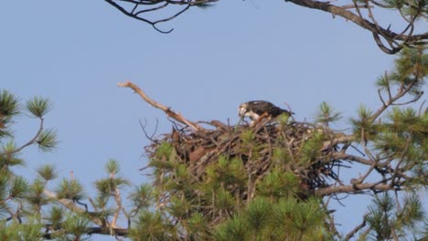 lonely osprey looks around carefully while eating