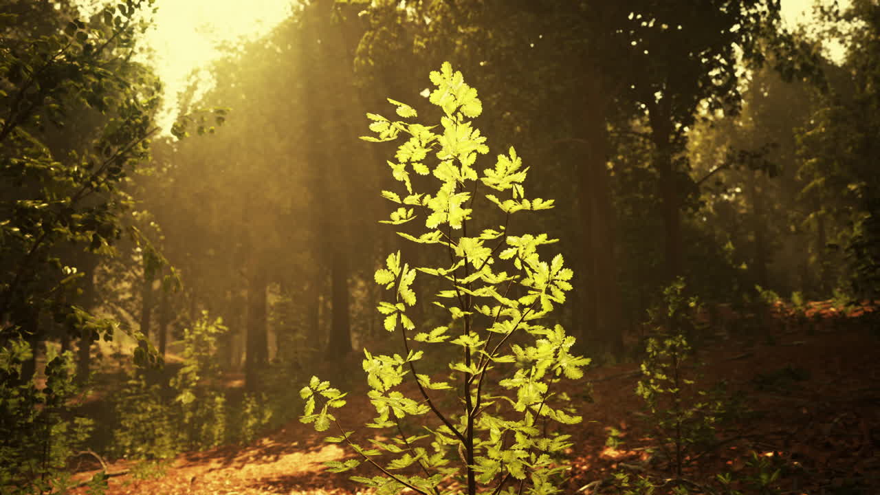 Солнечный свет сияет сквозь деревья в лесу