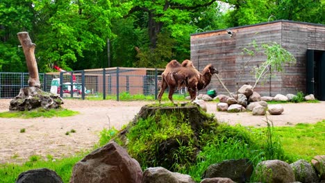 a camel walking in its enclosure at a zoo surrounded by green trees and natural landscape on a summer day