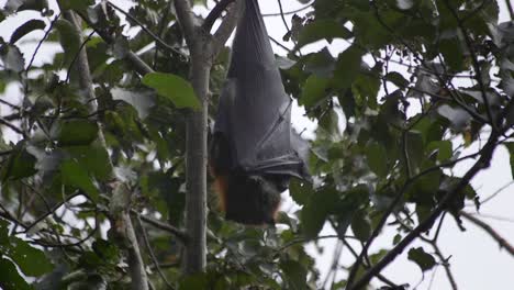 Fledermaus-Hängt-Kopfüber-Im-Baum-Australien-Gippsland-Victoria-Maffra-Tagsüber-Zeitlupe-Nahaufnahme