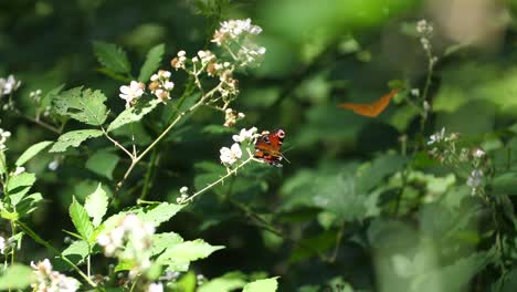 butterflys in verdun forest, lorraine, france.