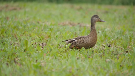 duck with ducklings going through grass