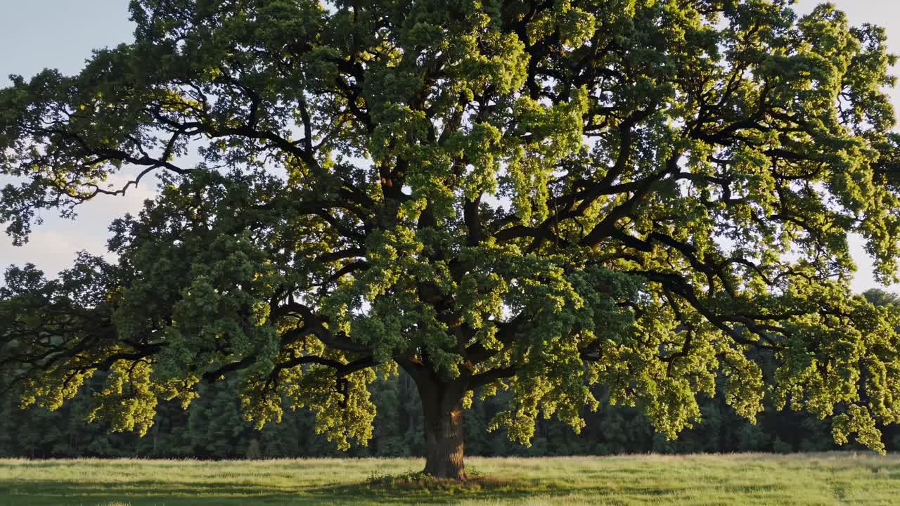 Wide-angle video capturing a majestic oak tree in full bloom, centered in the frame