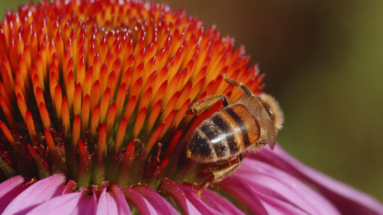 abeja melífera poliniza una flor de estornudo común en un campo
