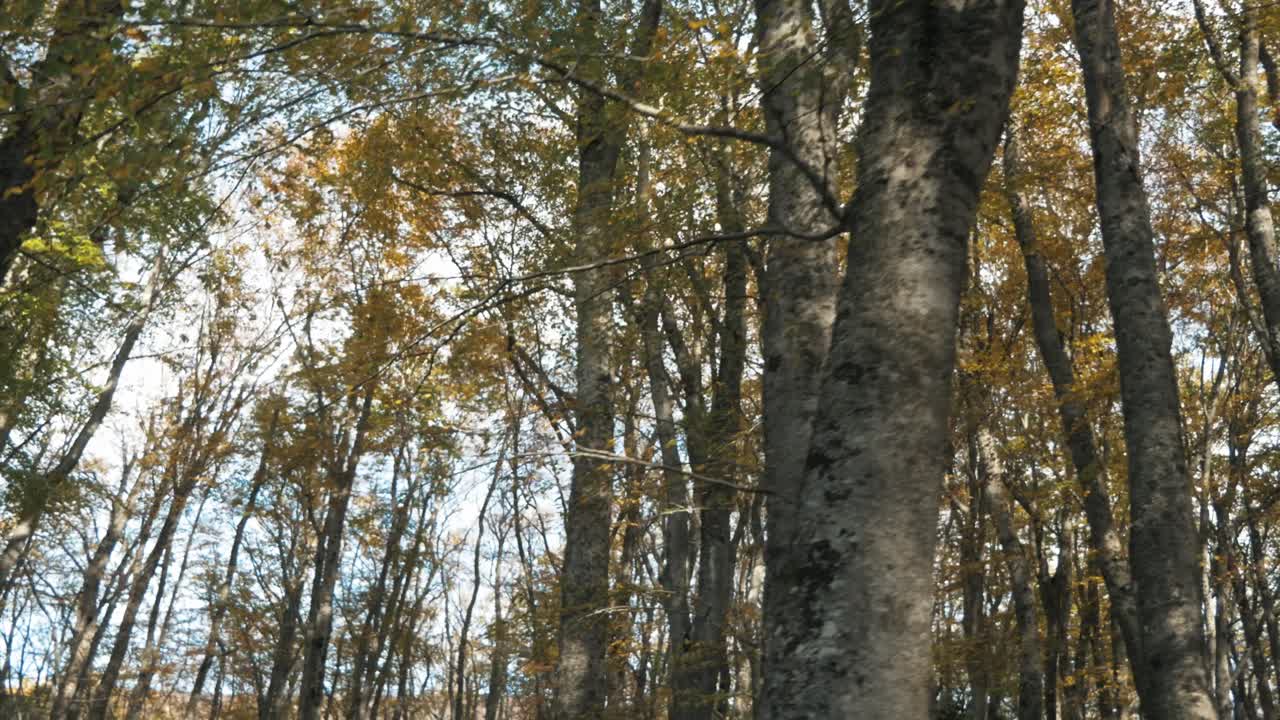 Walk in the woods in Abruzzo