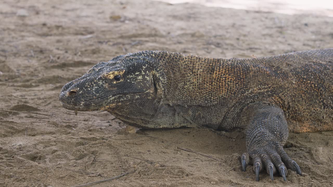 Der größte lebende Waran der Welt, ein Komodowaran, ruht auf sandigem Gelände im Komodo-Nationalpark, Indonesien.