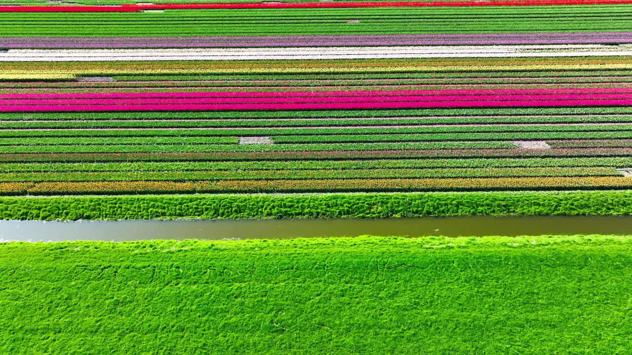 Flying over colorful tulip fields in the Dutch countryside