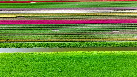 Flying over colorful tulip fields in the Dutch countryside
