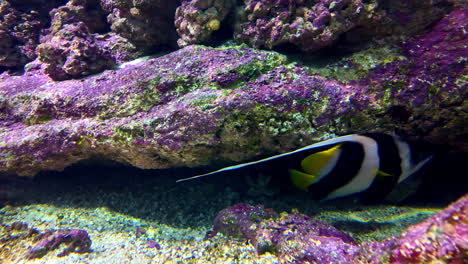 vibrant tropical fish swimming between rocks