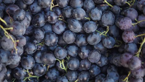 close-up of fresh dark grapes