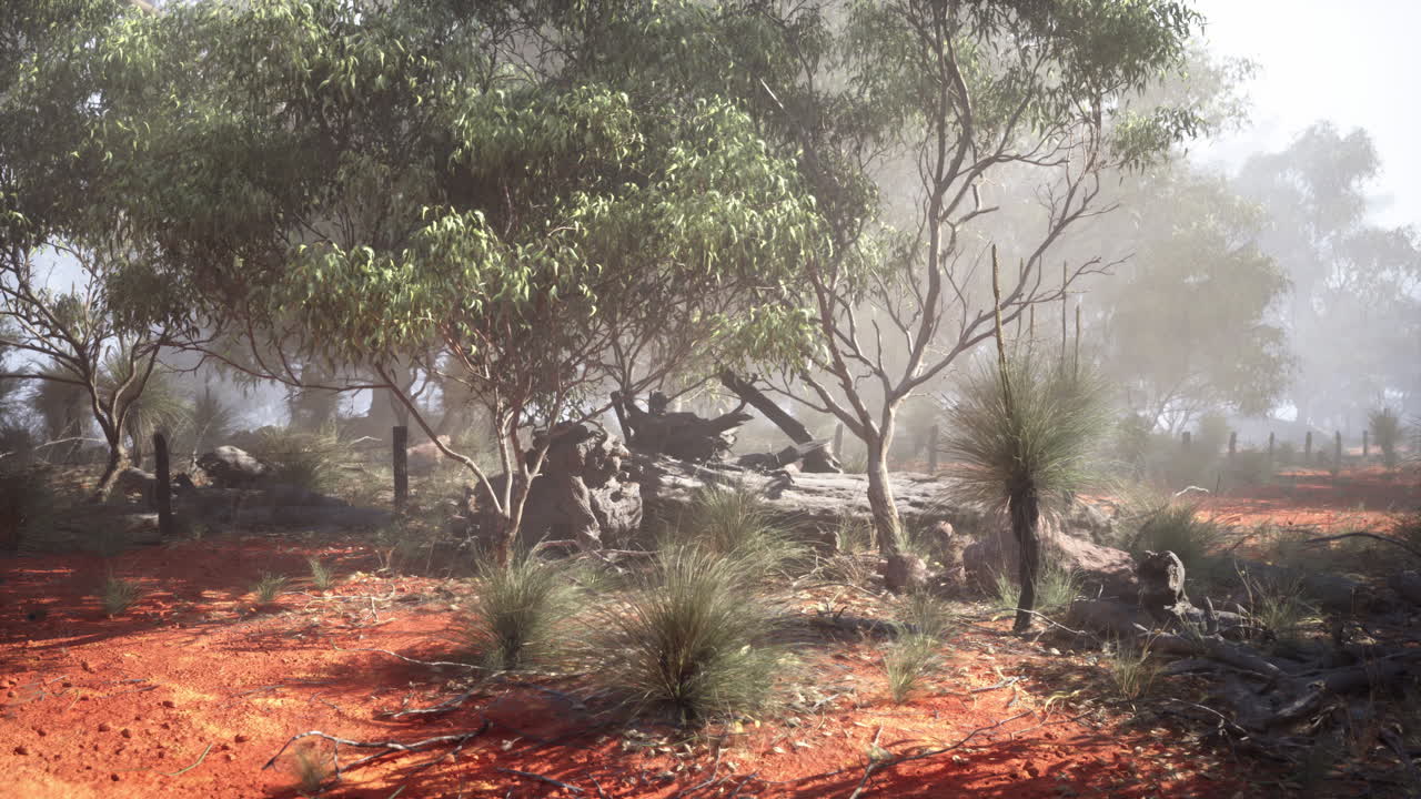 bosque de niebla en australia