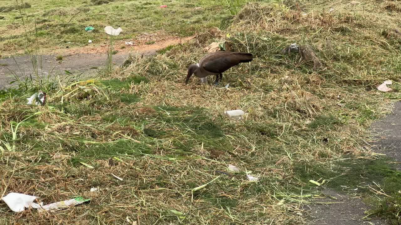 A Hadeda Ibis feeds off insects on a grassy area in Cape Town, city centre