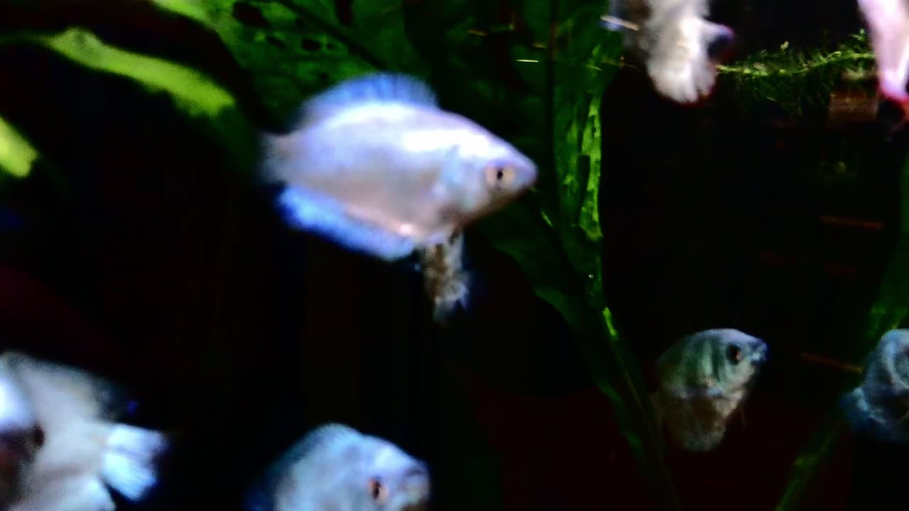 hermosos peces pequeños azules nadando alrededor