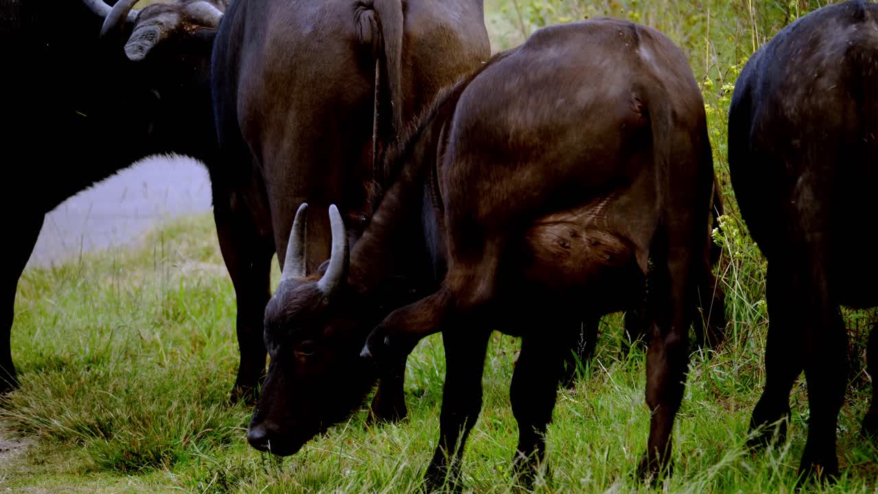 búfalo joven con familia pastando en la hierba del parque nacional africano a la luz del sol, de cerca
