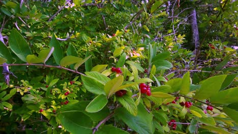 morrow"s honeysuckle introduced into the united states in the late 1800's