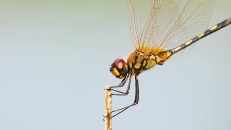 Close-Up-Shot-of-Dragonfly-Perched-on-a-Stick-and-Flying-Off,-then-Replaced-by-the-Exact-Same-Dragonfly