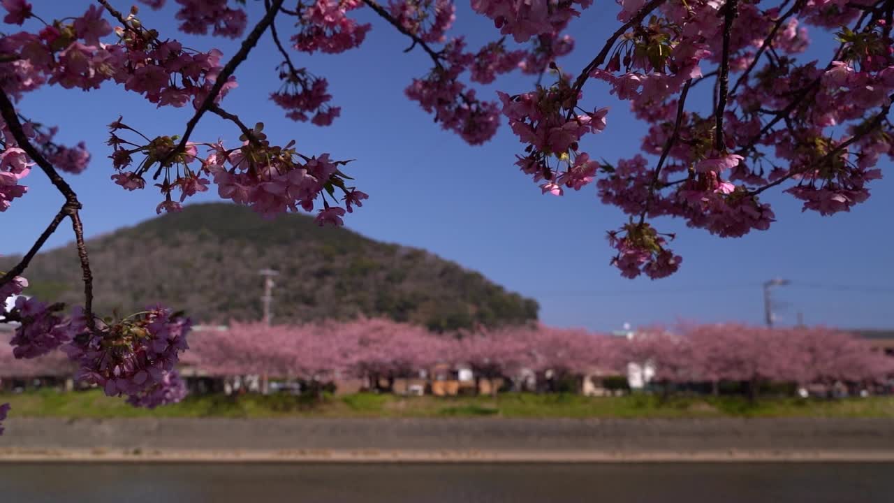 Alberi di sakura che ondeggiano dolcemente nel vento in un paesaggio naturale.