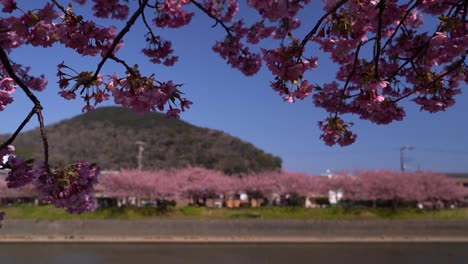 árboles-De-Cerezo-De-Sakura-Ondeando-Suavemente-En-El-Viento-En-El-Paisaje-Natural