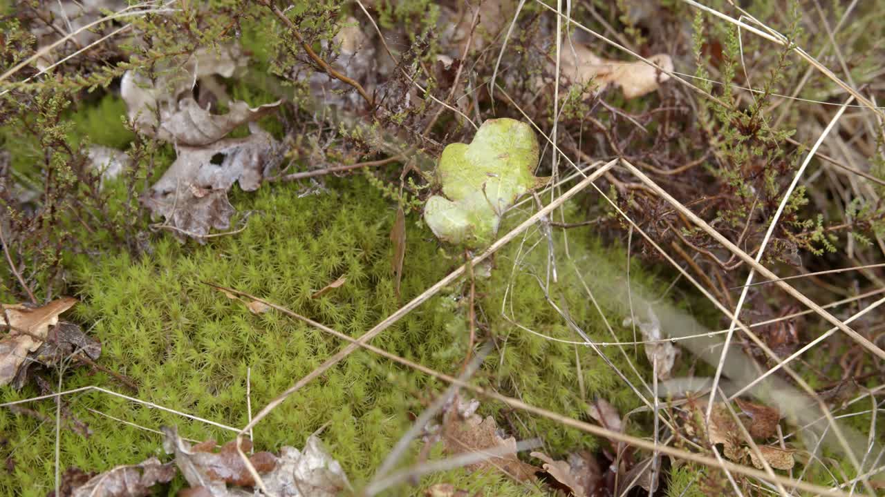 Foglie marroni cadute sull'erba verde nel bosco durante la stagione autunnale a ottobre - ripresa dall'alto