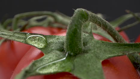 Close-up-tomato-stem-with-dewdrop-on-top