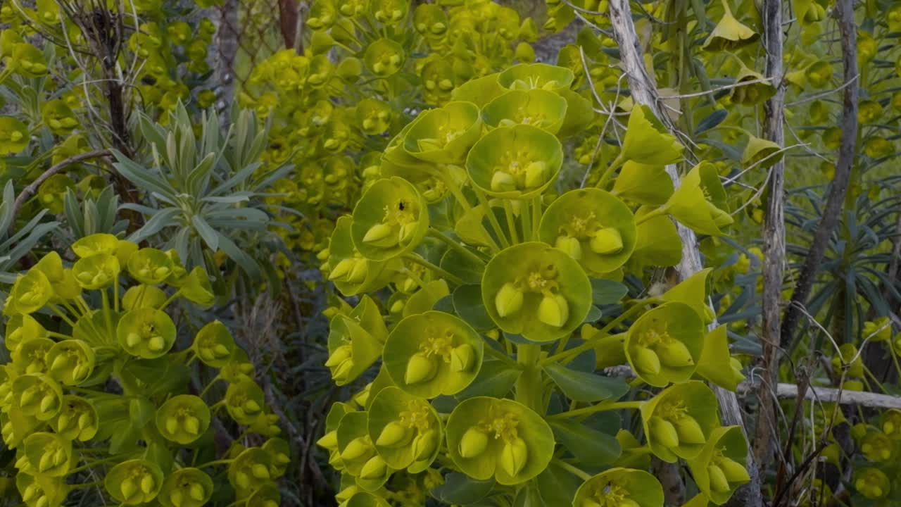 뒷마당에서 바람에 움직이는 아름다운 유포르비아의 클로즈업, 스페인