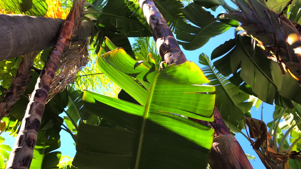 hermoso primer plano de palmeras tropicales en un parque con sol y cielo azul en marbella españa, filmando árboles hacia arriba