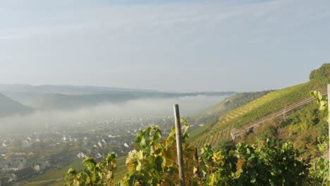 vineyard on steep hills over a river in fall after sunrise