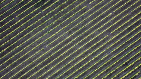 aerial rising plan view - grape vines in the sunshine