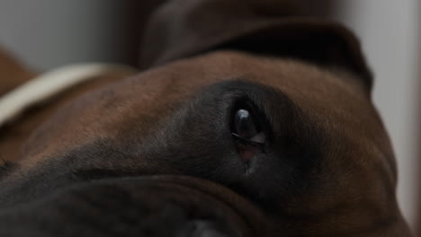 close-up of a boxer dog's eye and snout