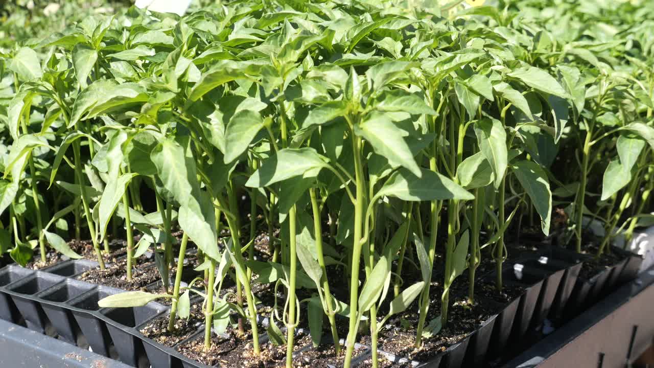 plántulas de pimienta en una bandeja de siembra