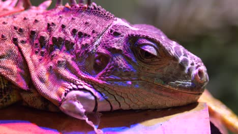 close-up of an iguana