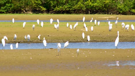 many white herons and egrets on a shore in the hagerman national wildlife refuge on lake texoma