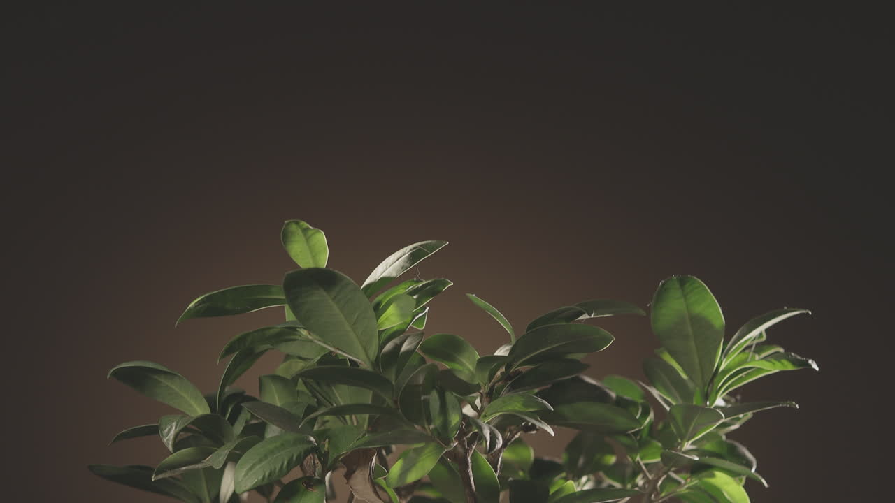 una planta de interior sana y de hojas verdes, perfecta para la decoración, que representa a la madre naturaleza - fondo negro - inclinada hacia abajo