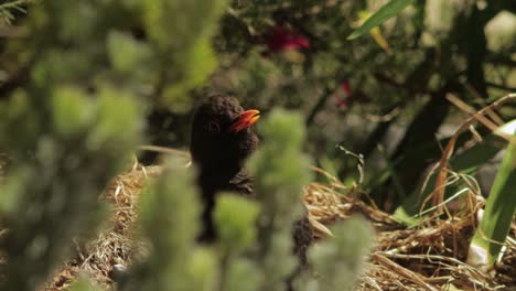 pájaro negro sentado quieto en el nido moviendo la cabeza lentamente