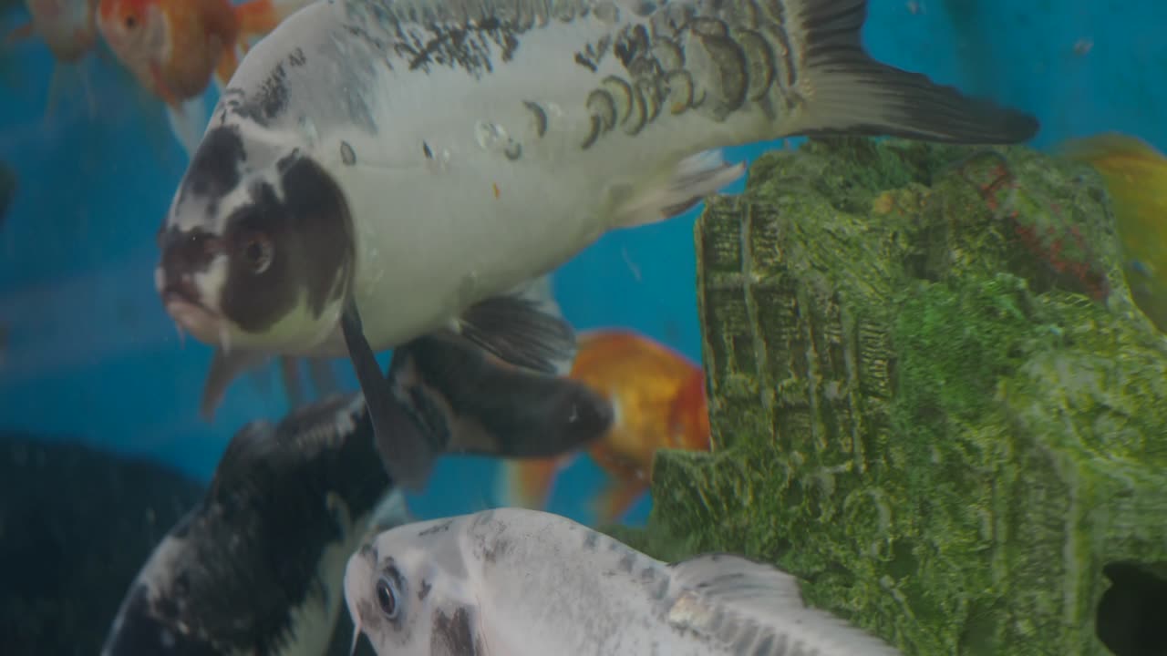 Close-up of Fish in an Aquarium